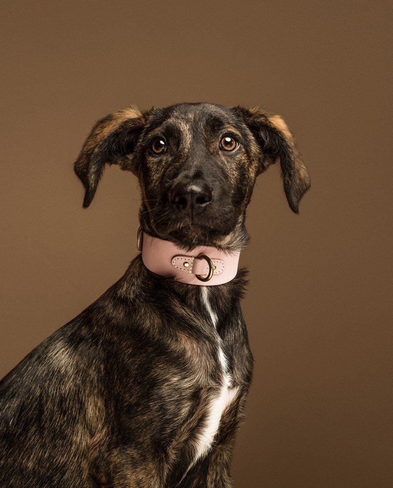 Чаппи собака порода