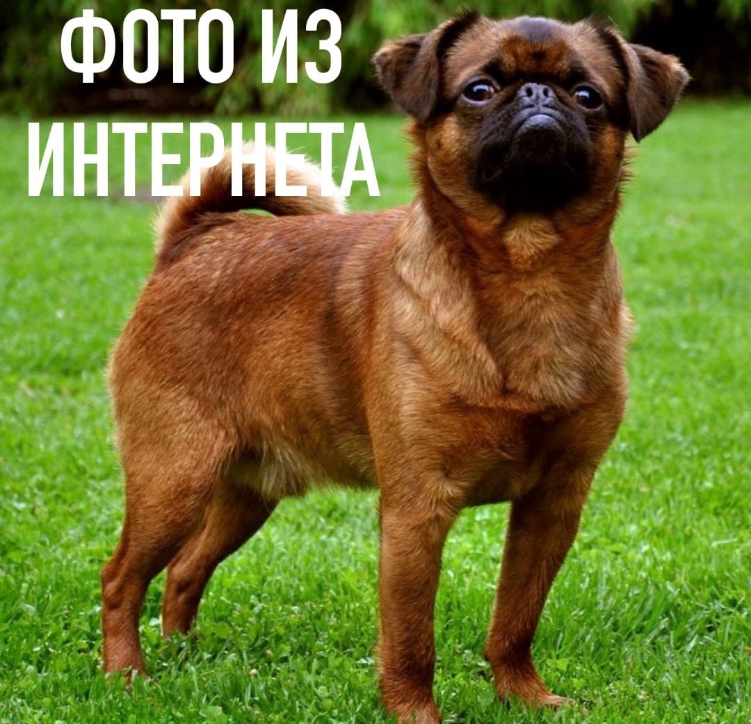 Порода гриффон Пти брабансон