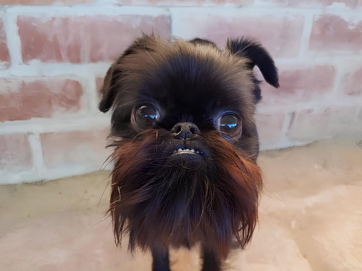 Брюссельский гриффон брабансон