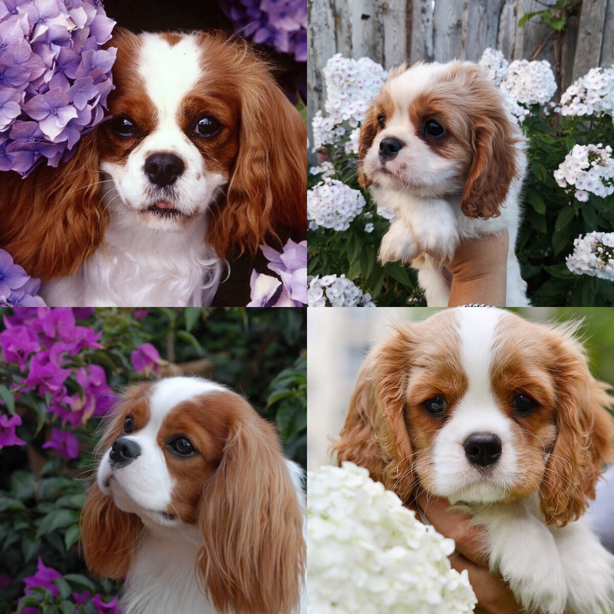 Спаниель собака леди и Бродяга