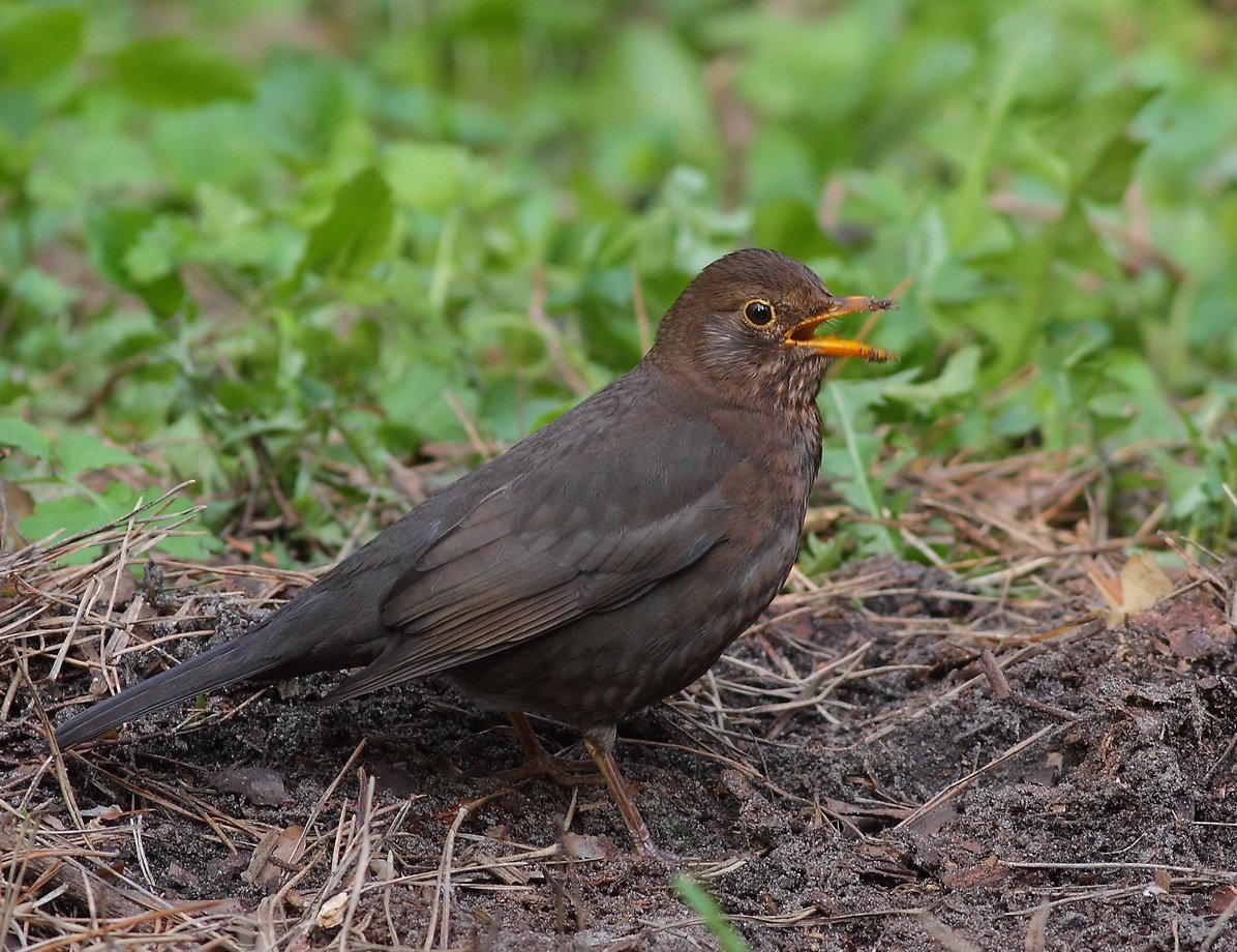 Кубанский Дрозд птица