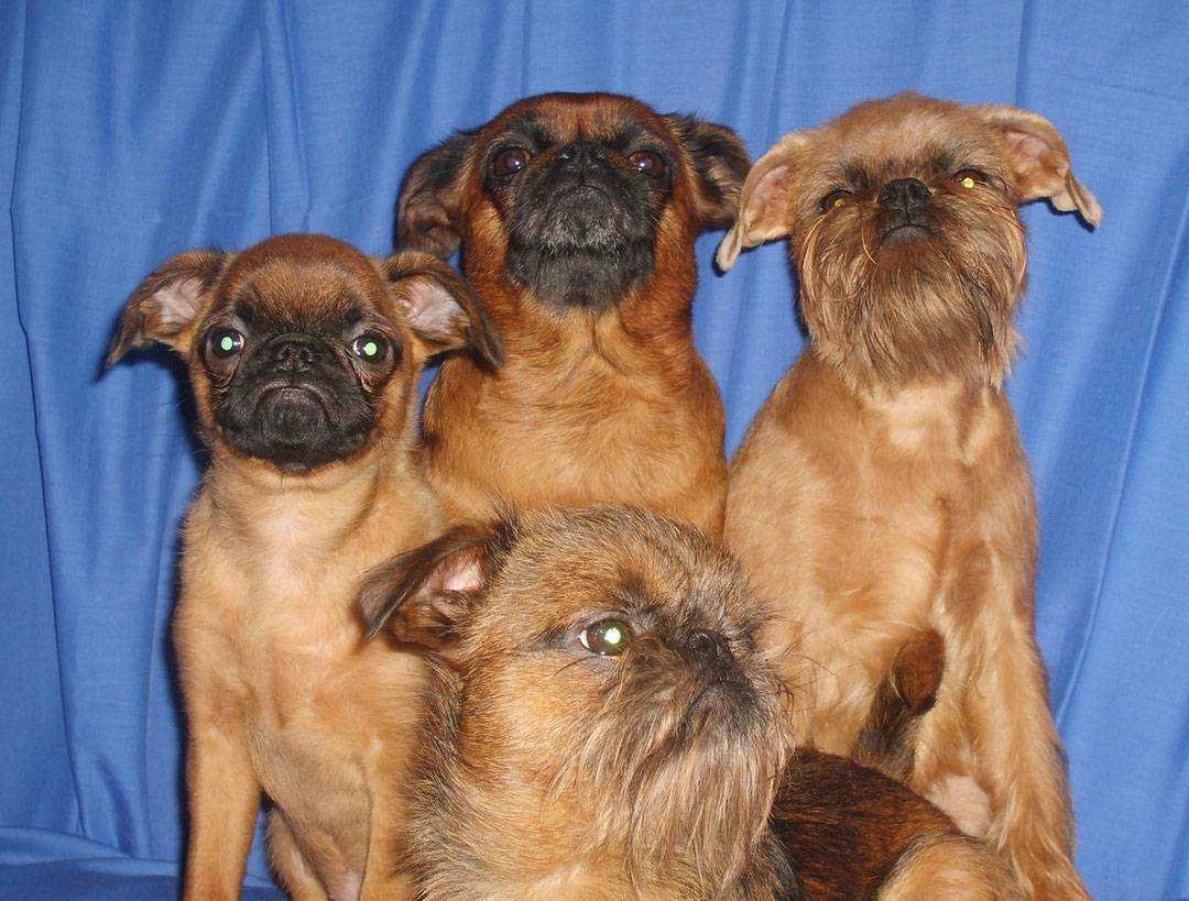 Брюссельский гриффон Пти брабансон