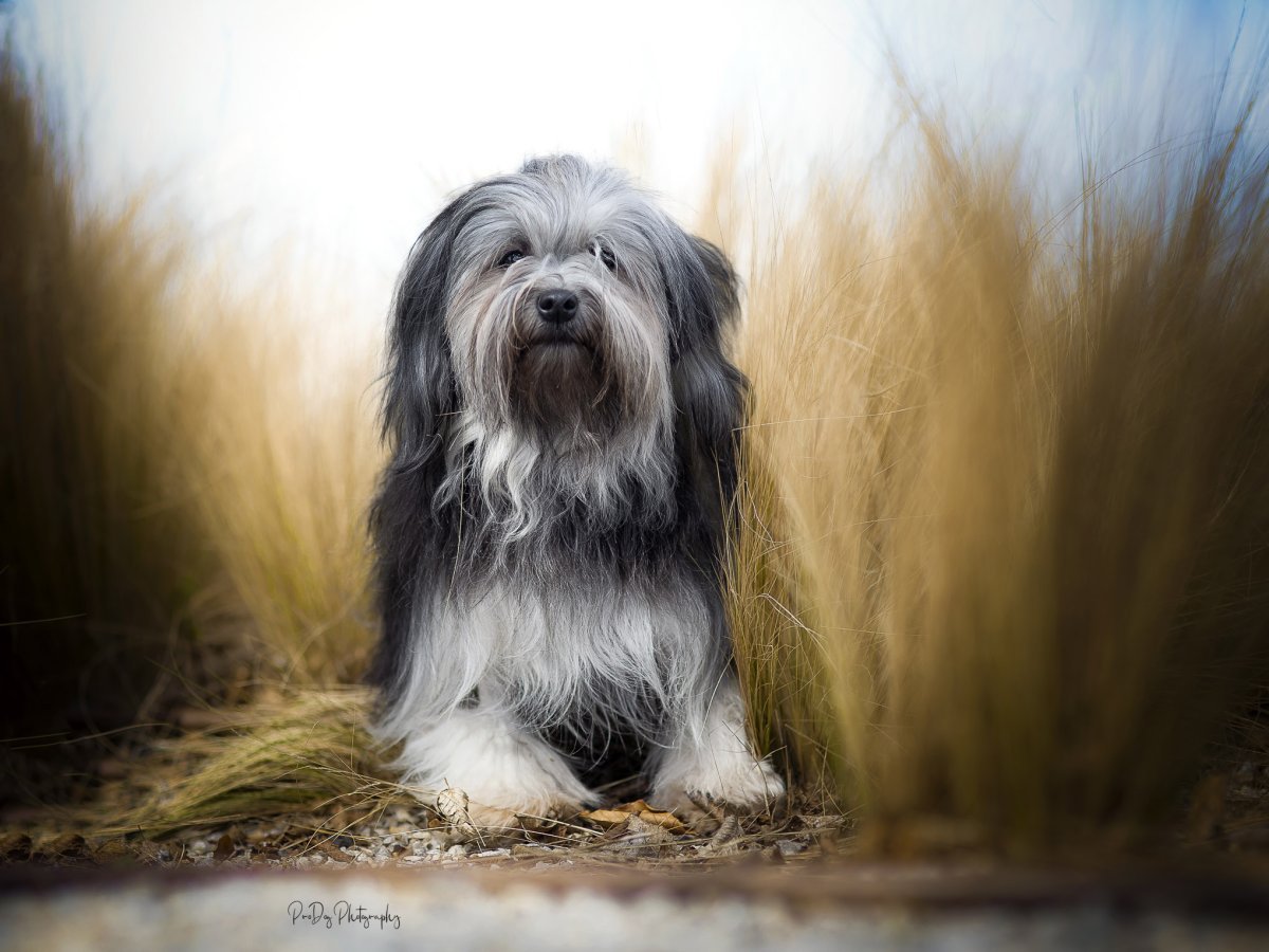 Левхен расцветки