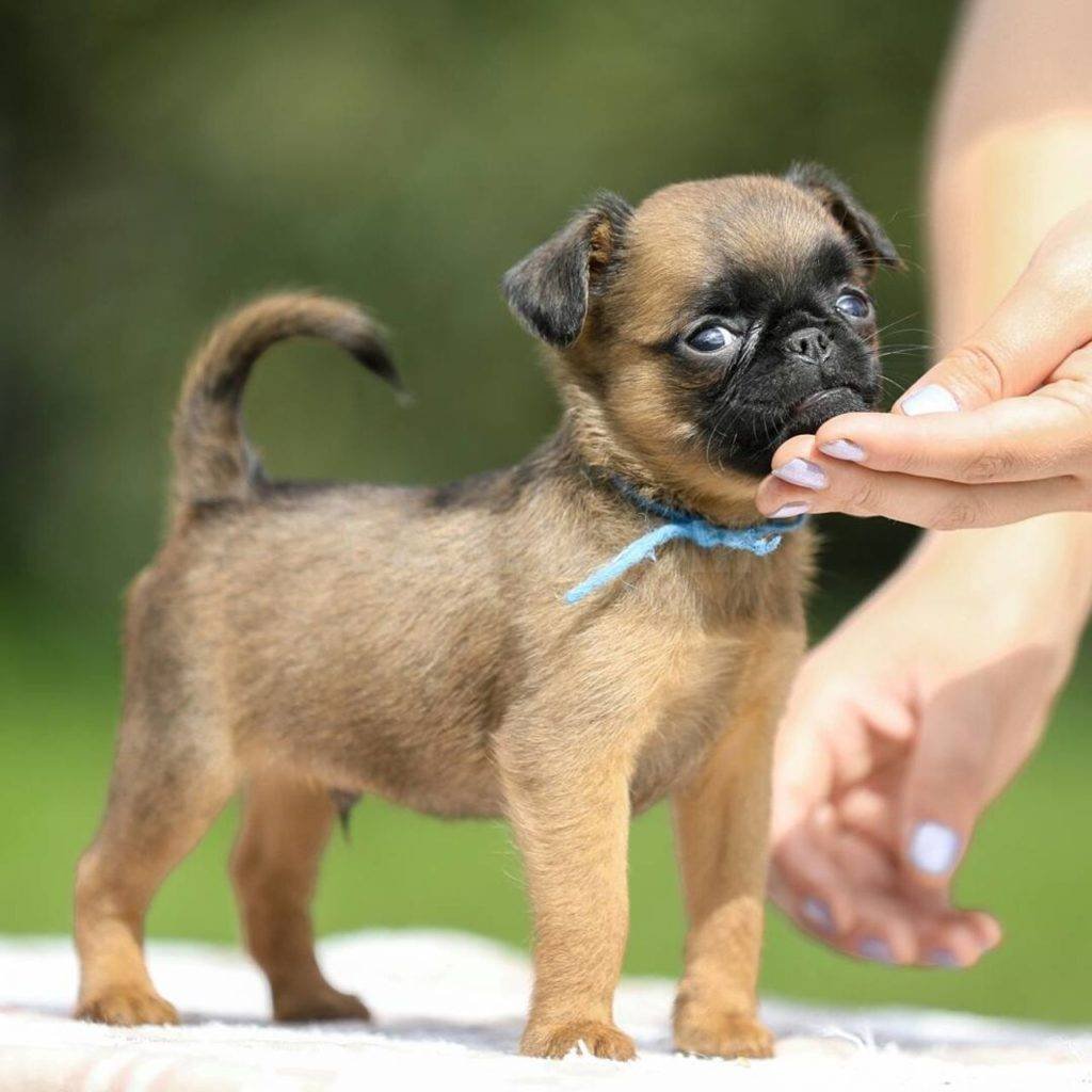 Гриффон Пти брабансон