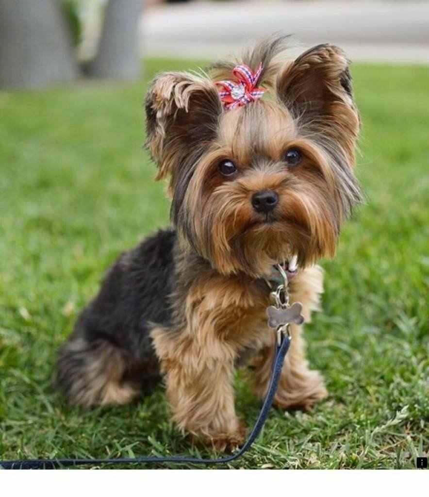 Мини ёршский терьер