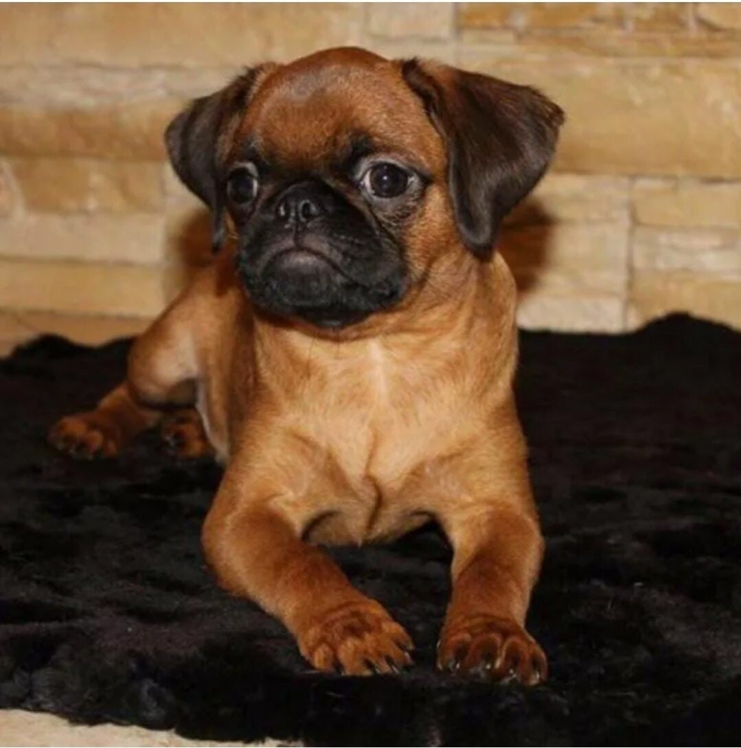 Гриффон Пти брабансон