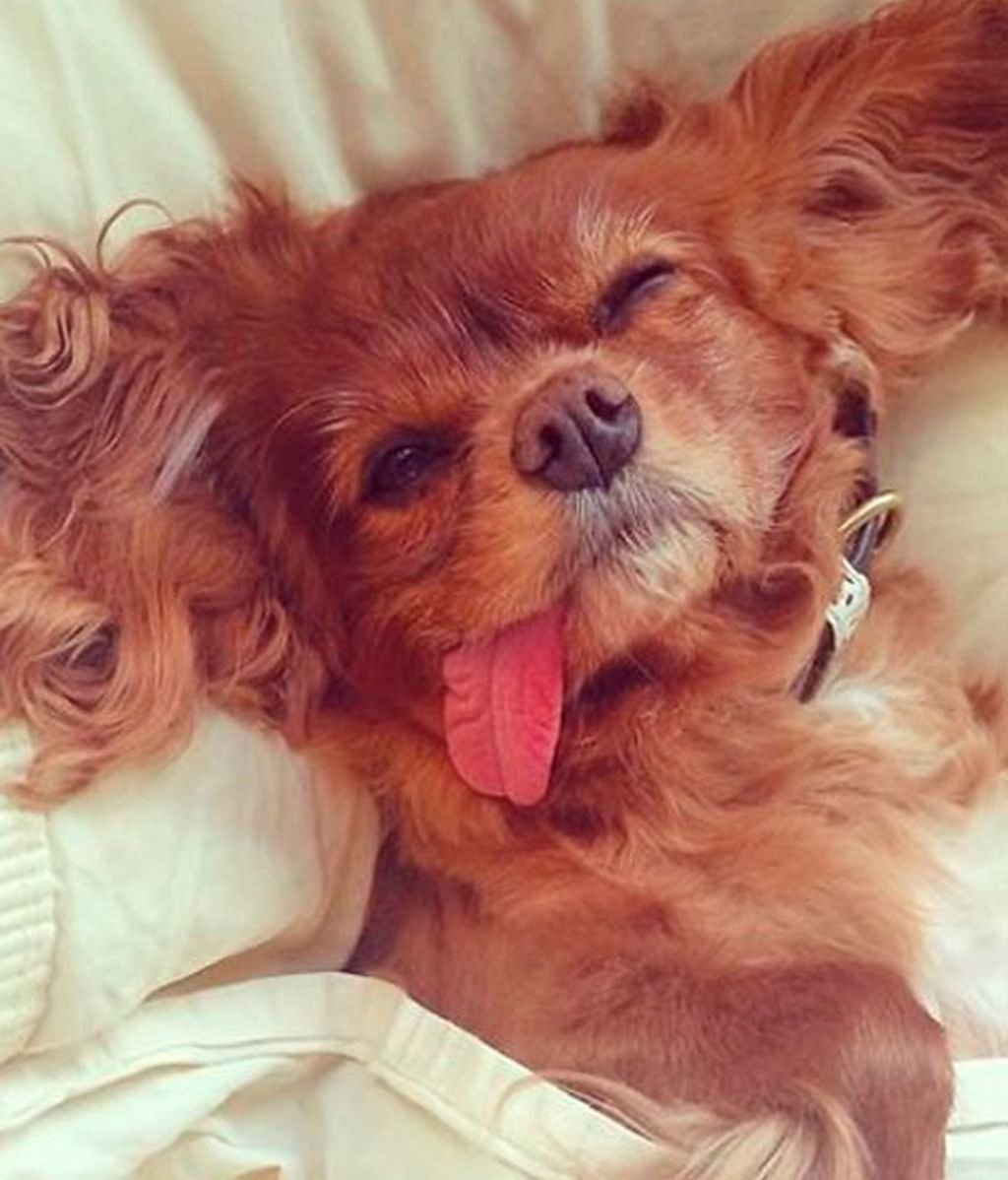 Самые милые собачки в мире