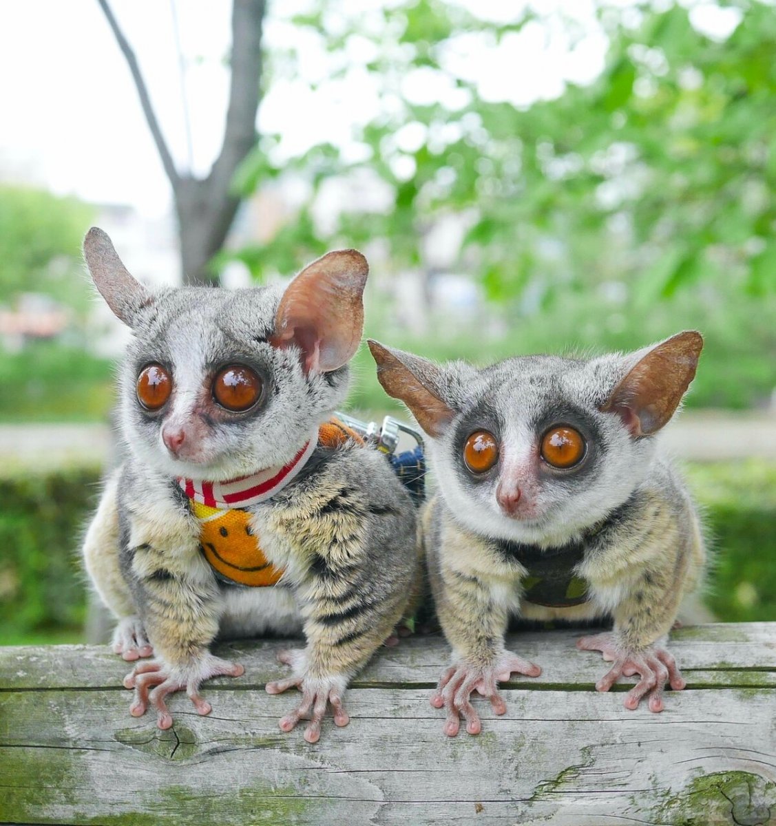 Сенегальский галаго лемур