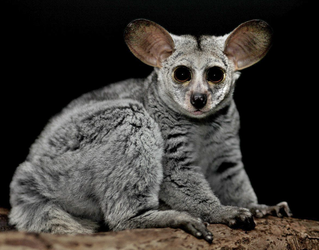 Сенегальский галаго лемур
