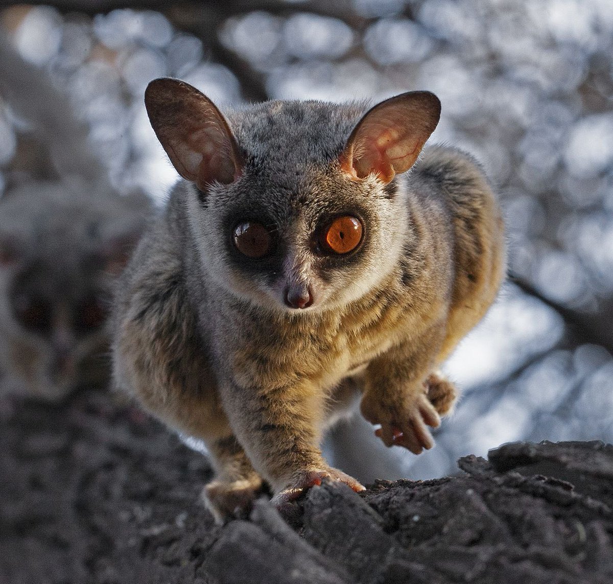 Галаго африканские лемуры