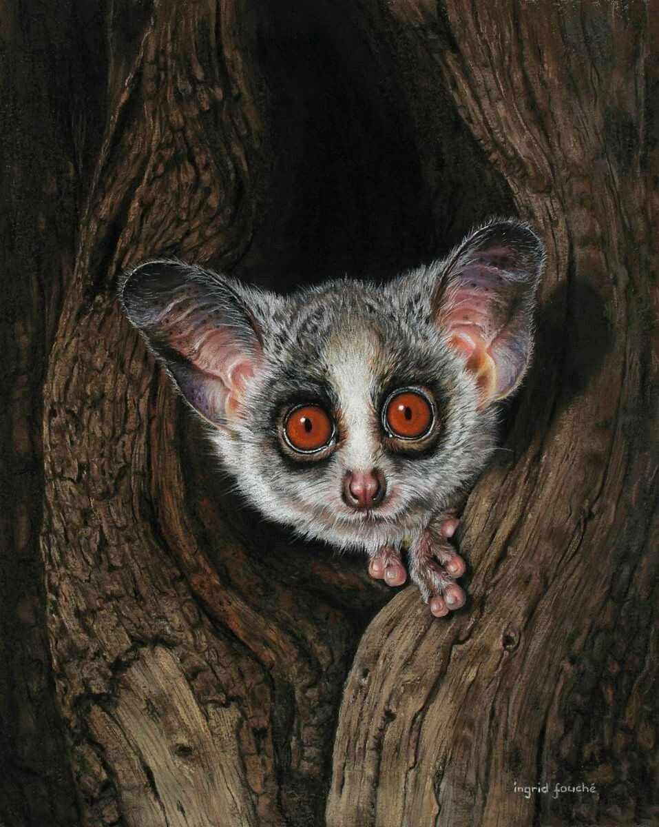 Сенегальский галаго