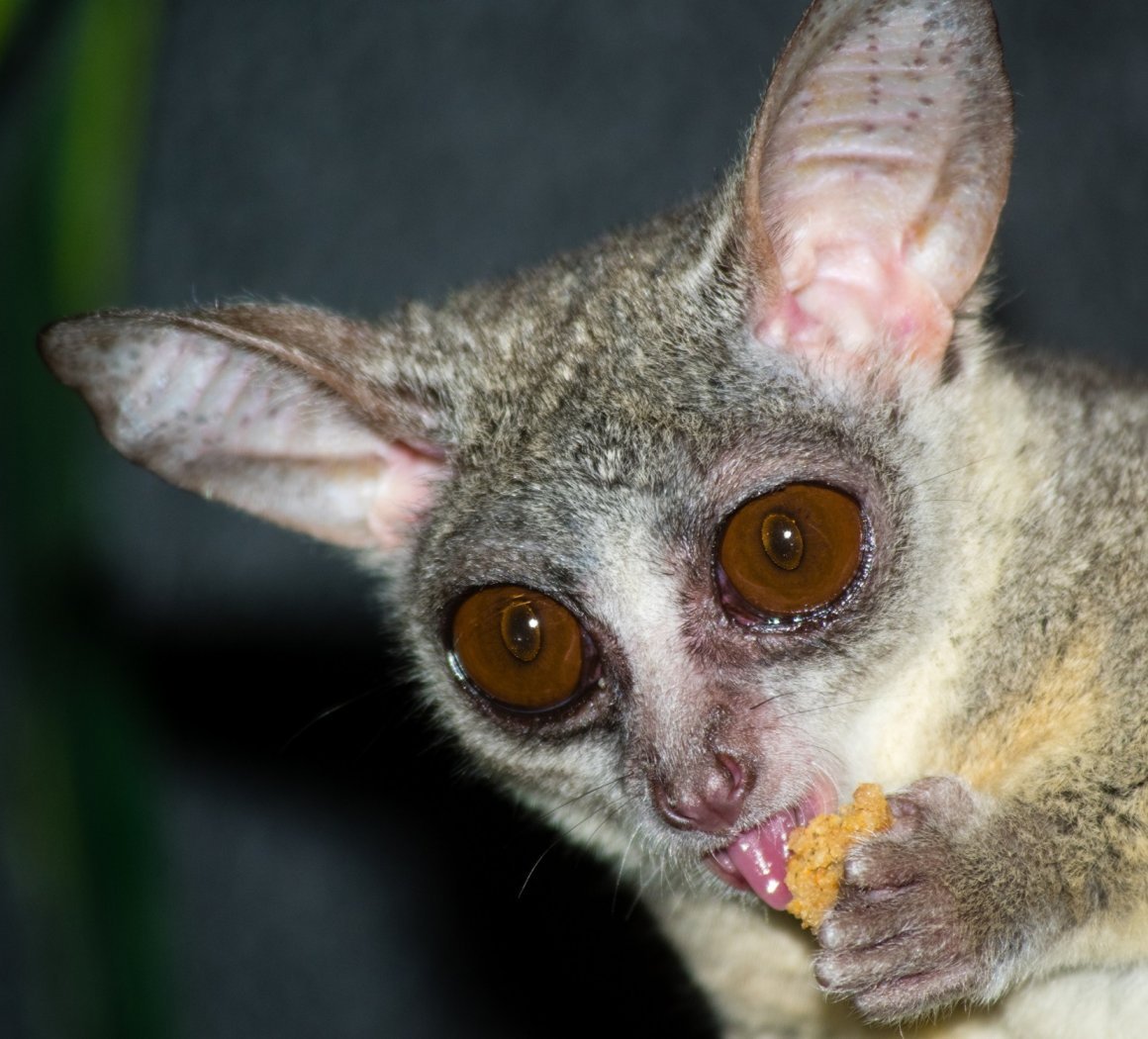 Лемур Ушастый галаго