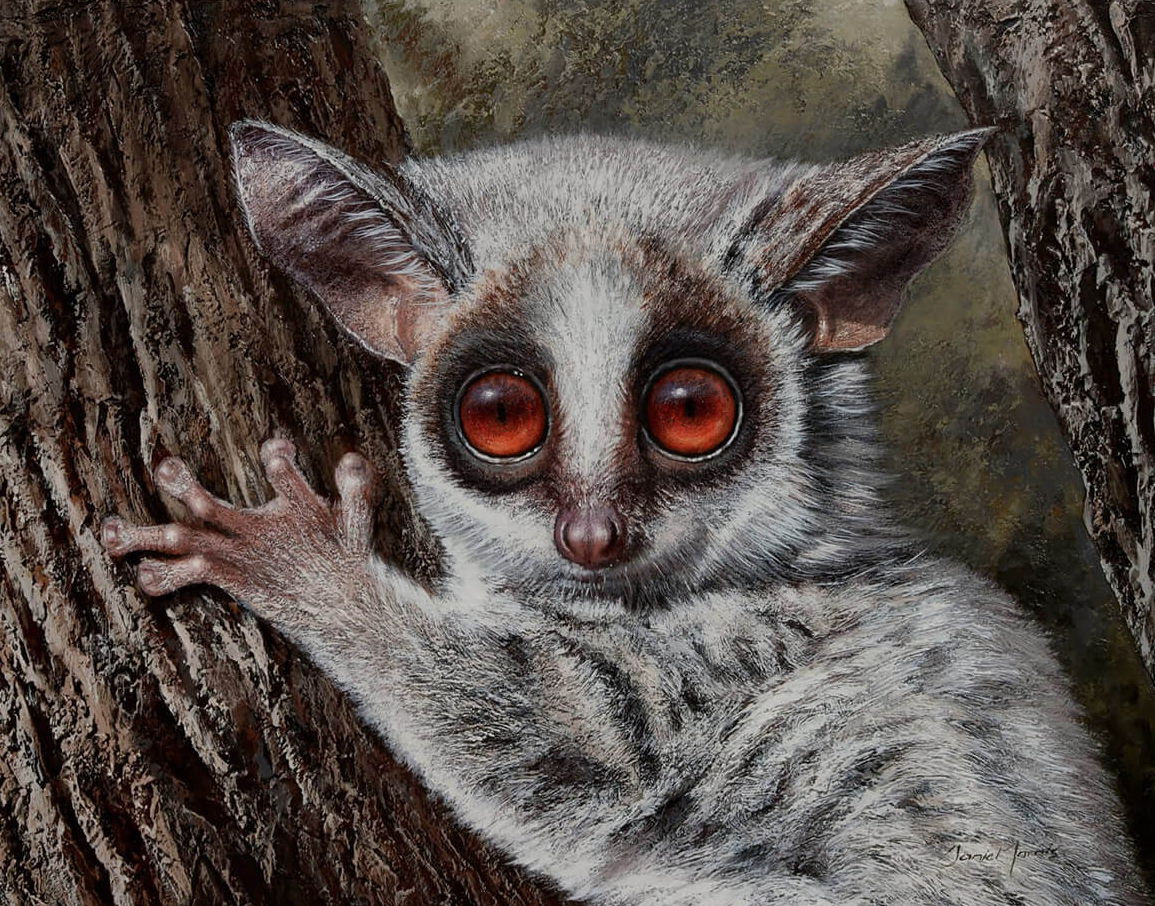 Сомалийский галаго