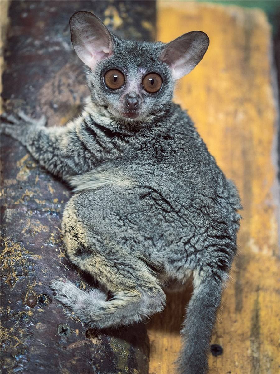 Сенегальский галаго