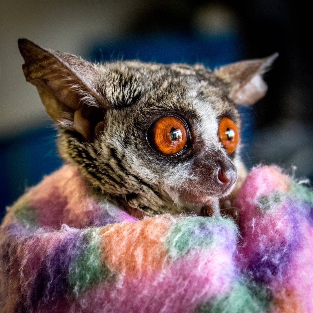 Гигантский карликовый галаго