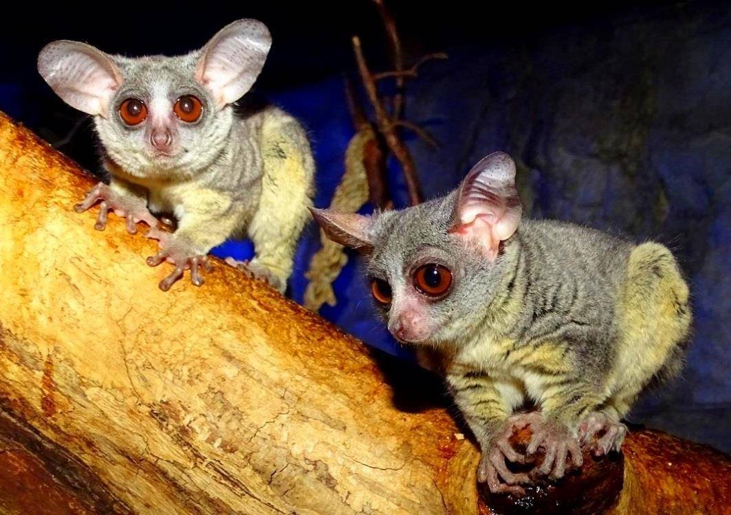 Сомалийский галаго