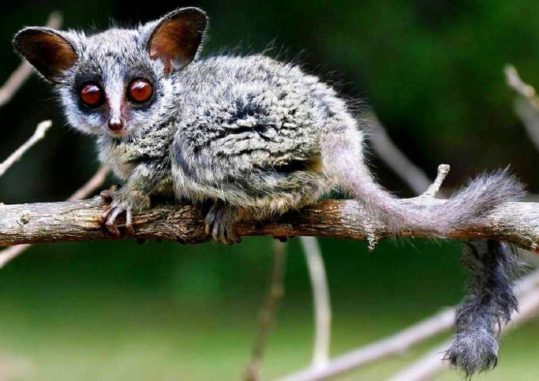 Мадагаскарский лемур