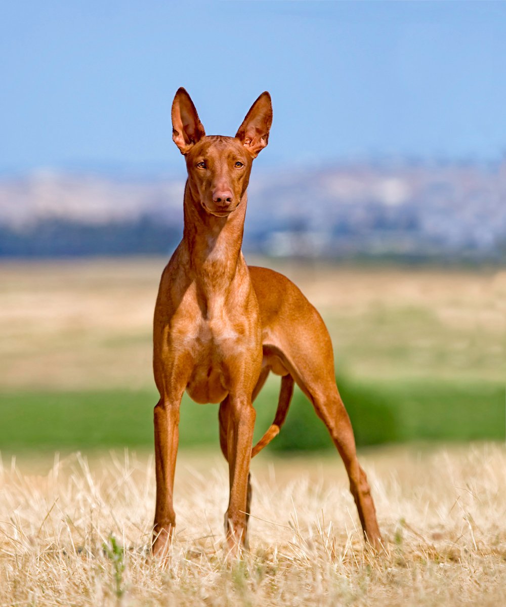 Фараонова гончая