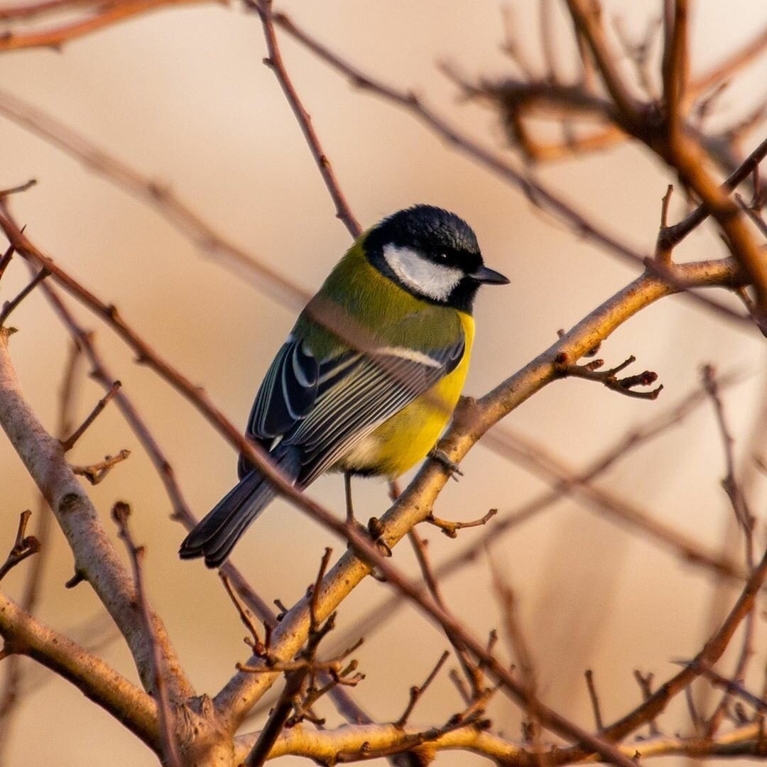 Синица зеленушка