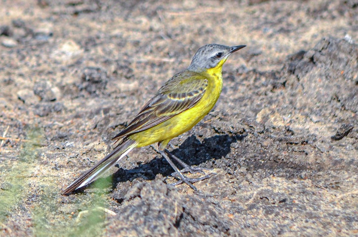 Молодая желтая трясогузка