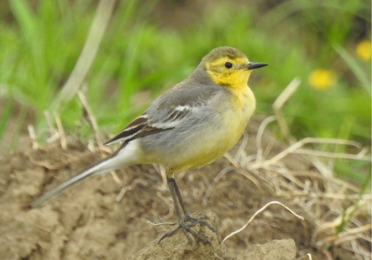 Желтоголовая трясогузка самка