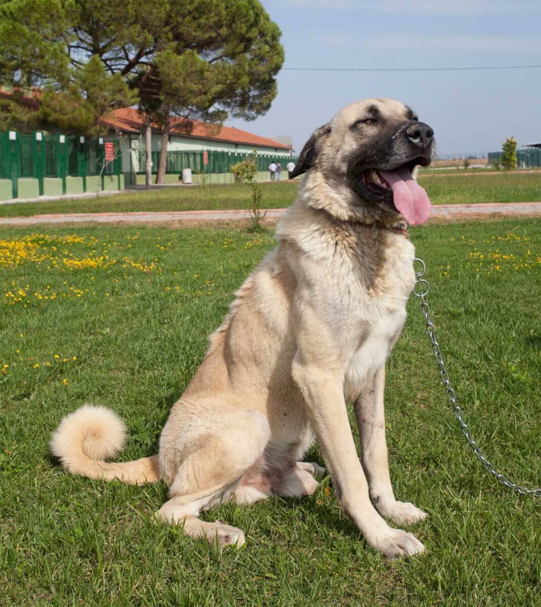 Турецкая овчарка кангал