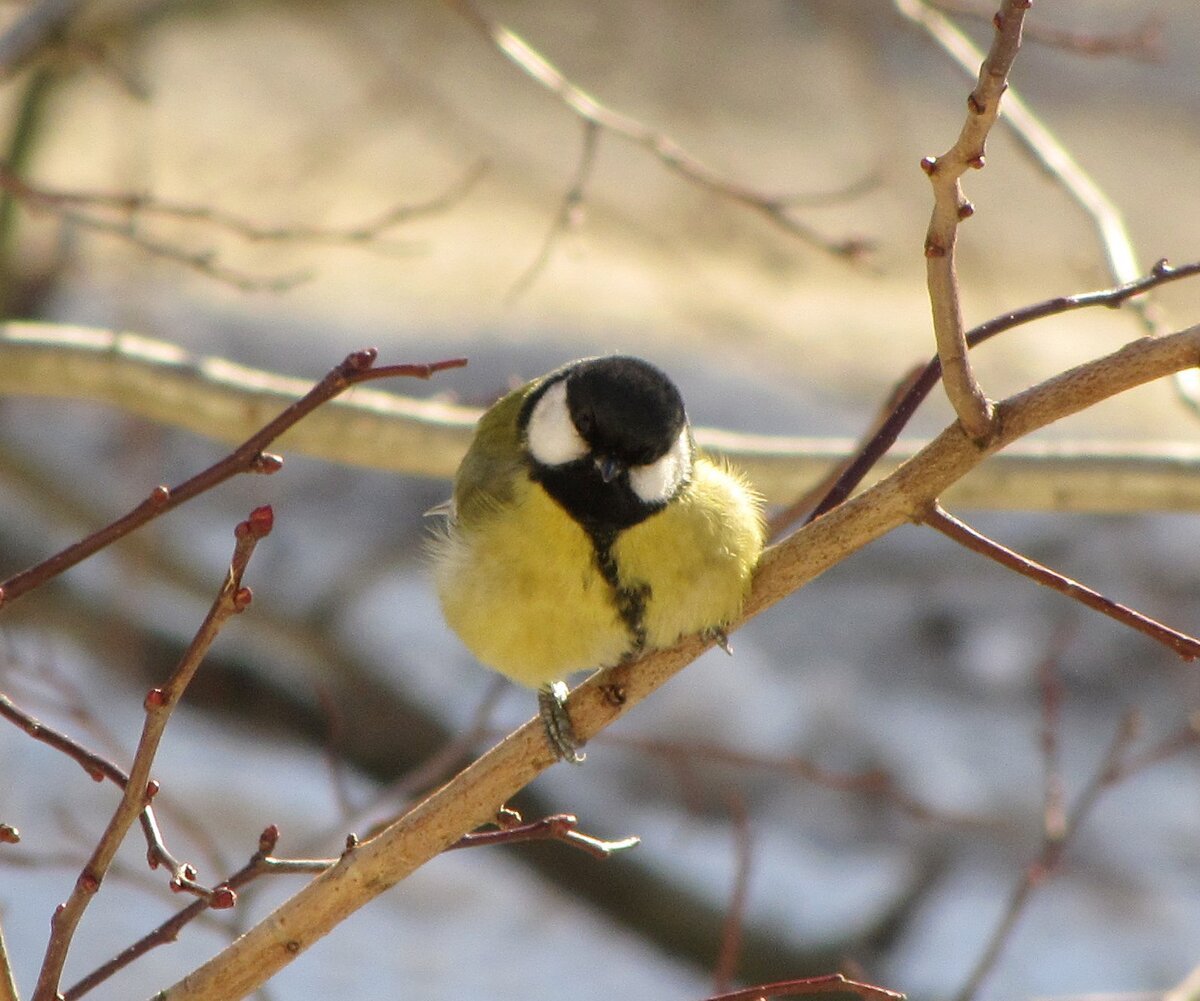 Желтые птицы зимой