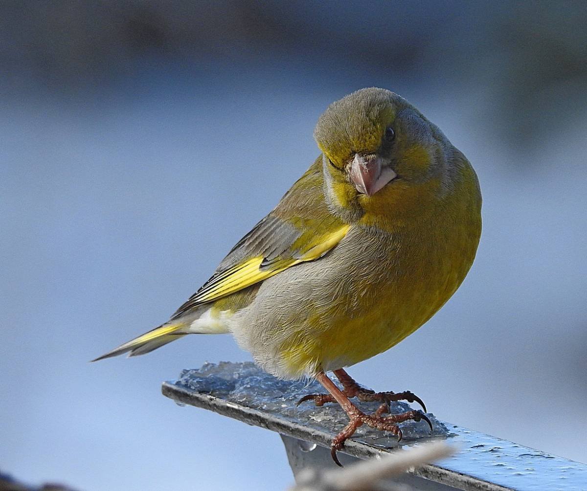 Синица зеленушка