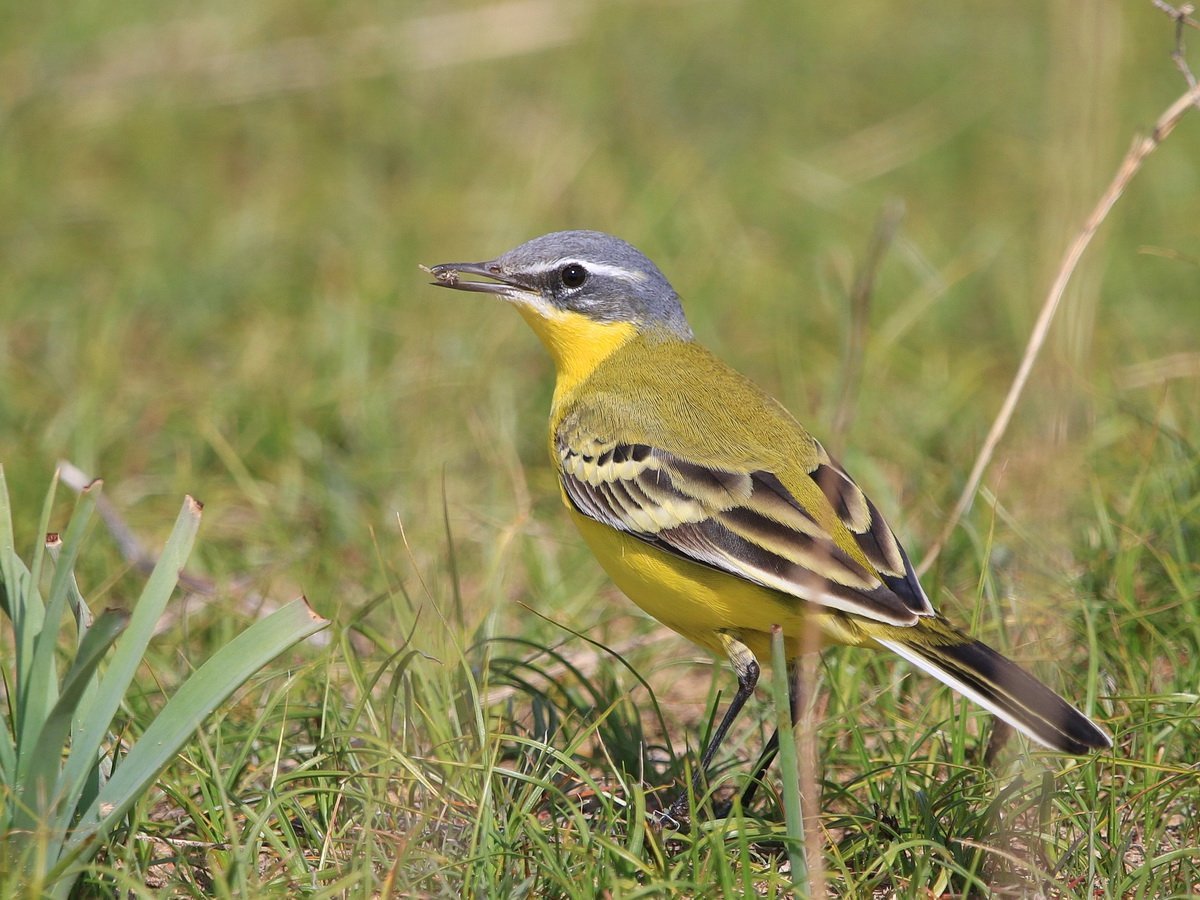 Желтая трясогузка (Motacilla Flava zaissanensis)