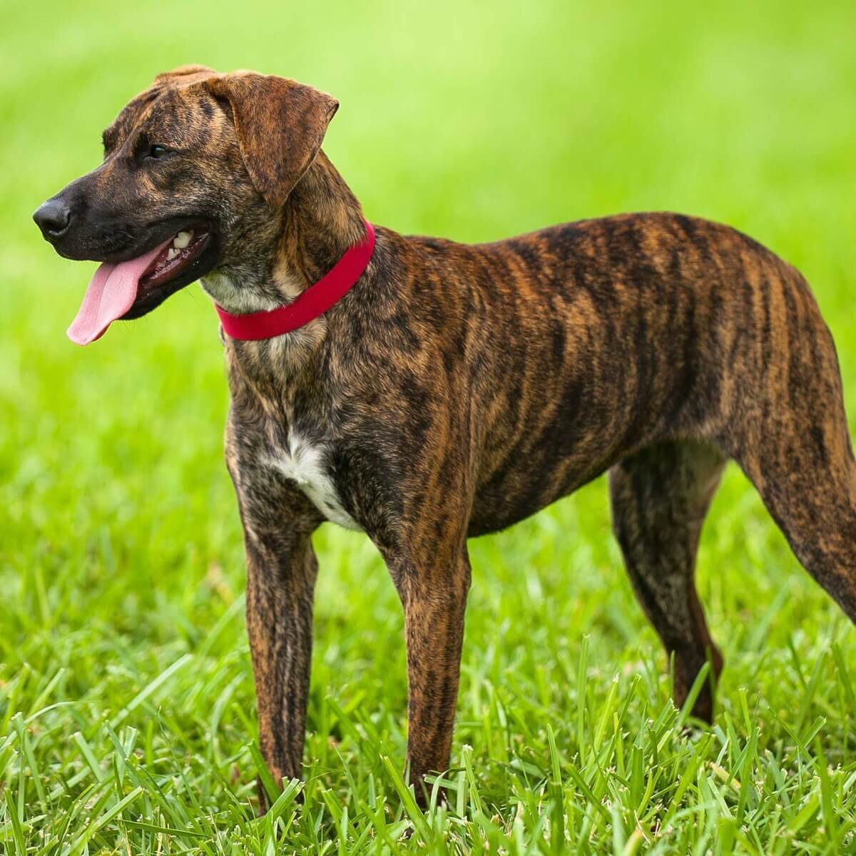 Стаффордширский терьер тигровый