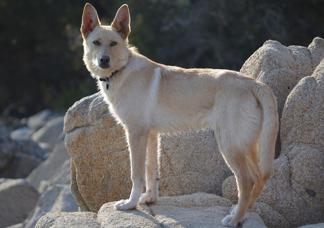 Ханаанская овчарка рыжая