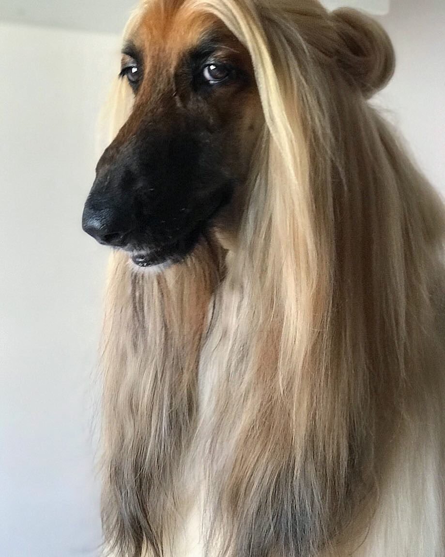 Порода Афганская борзая овчарка