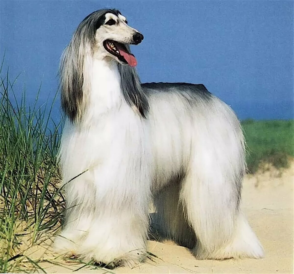 Афганская борзая длинношерстная