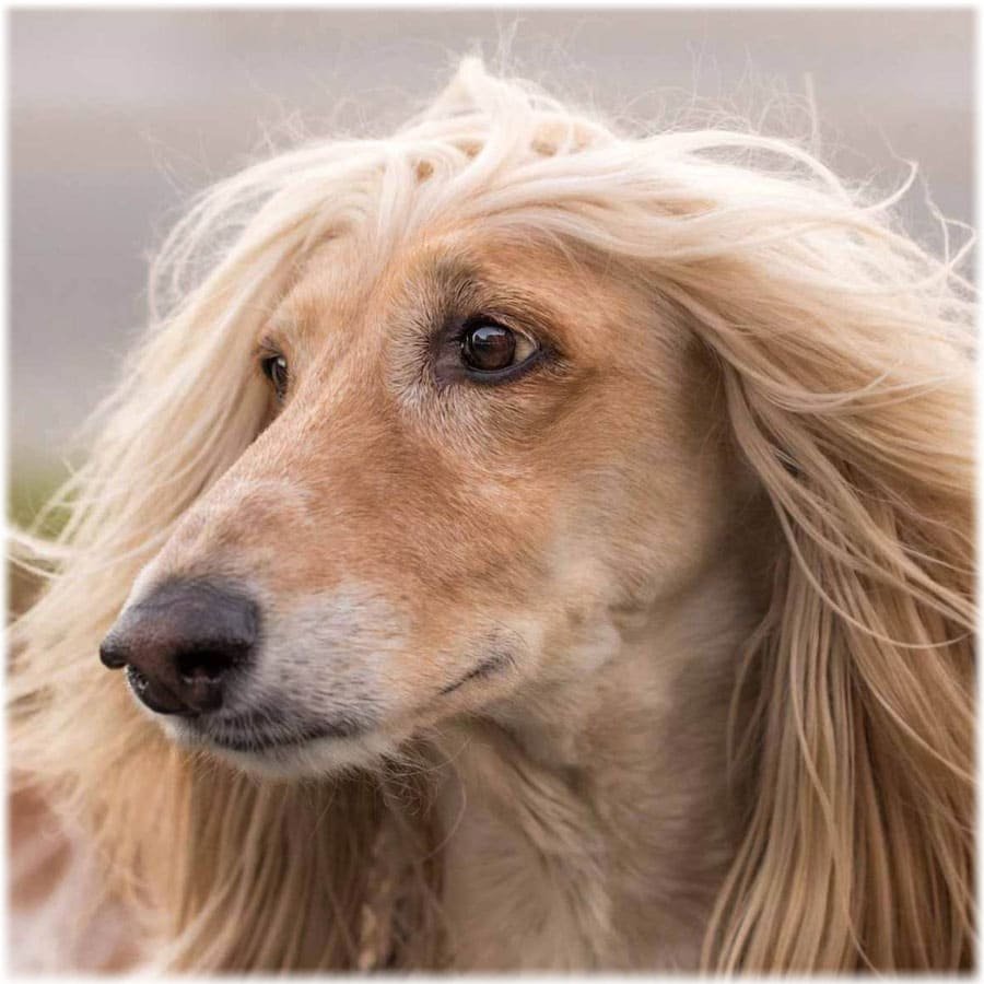 Афганская борзая