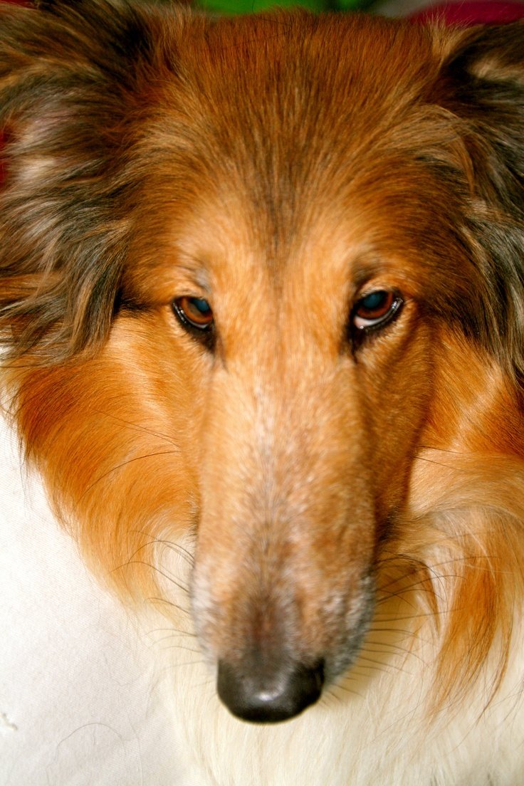 Колли рыжая длинношерстная