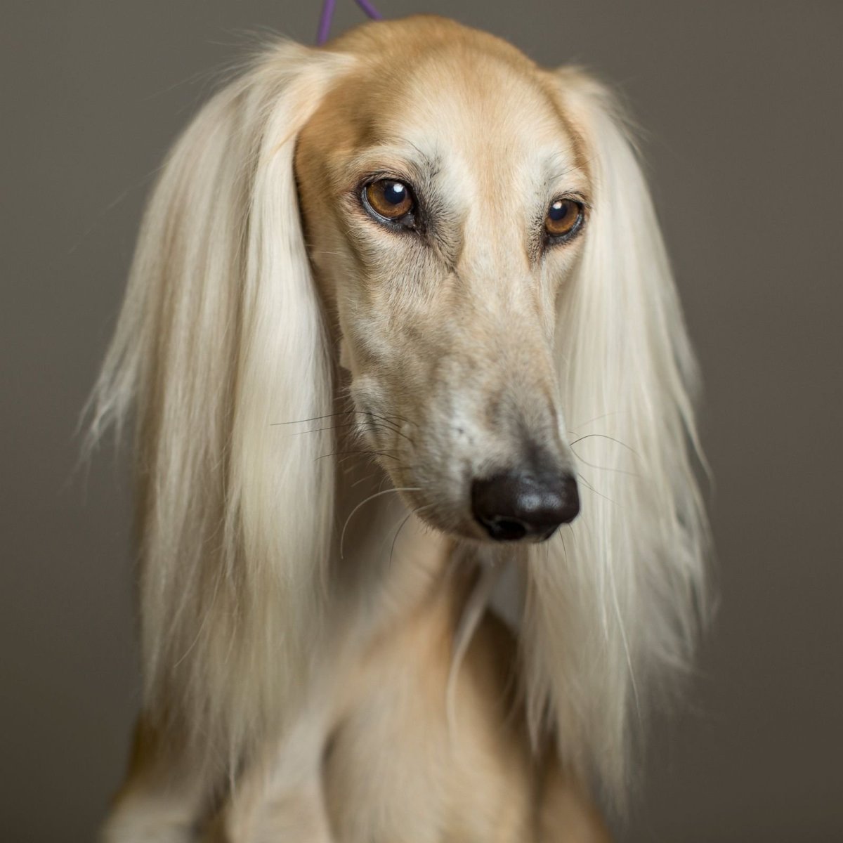 Афганская борзая порода салюки