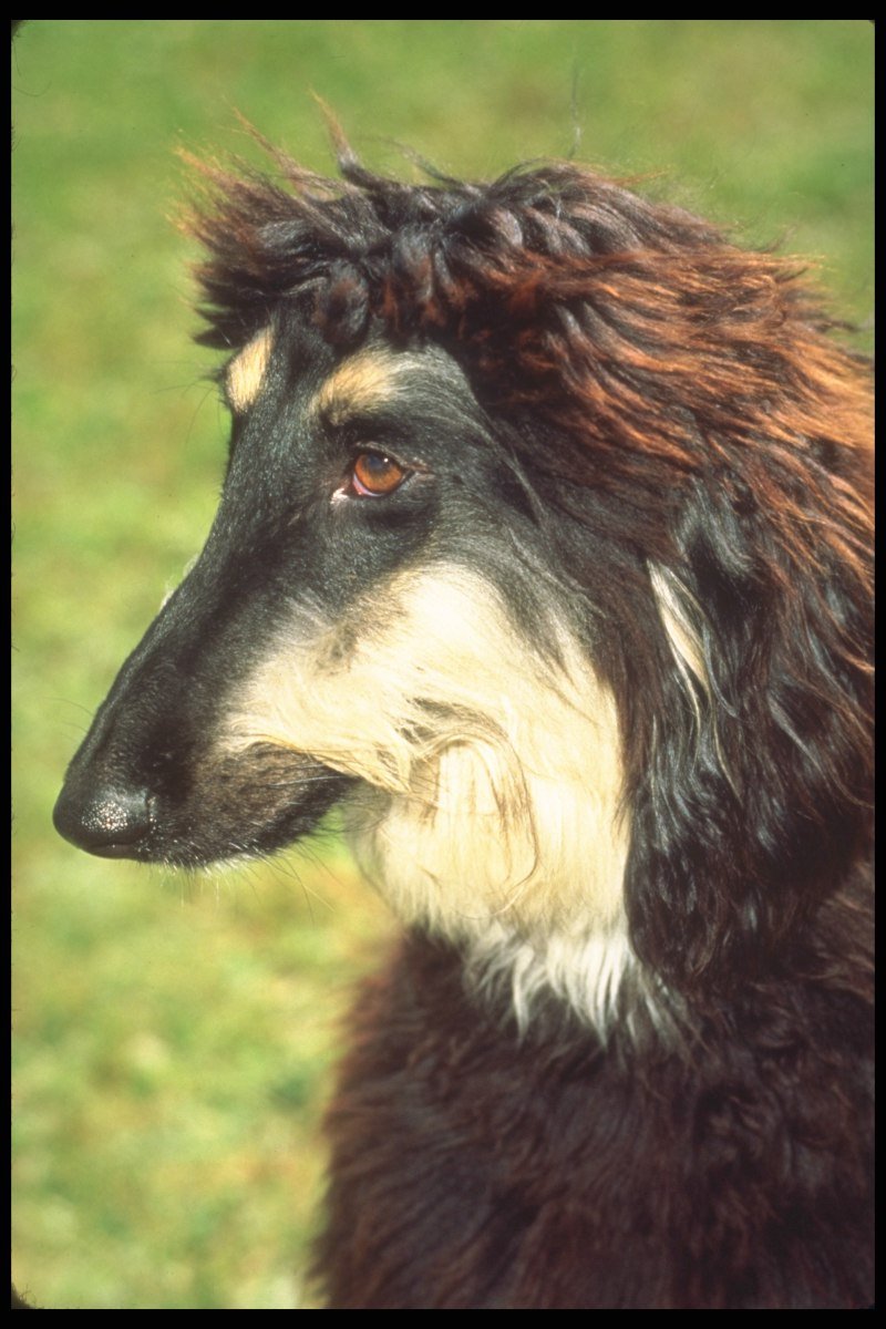 Волкодав и Афганская борзая