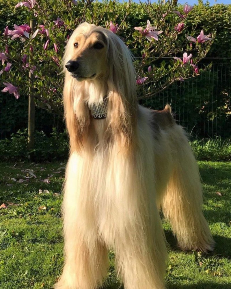 Афганская гончая