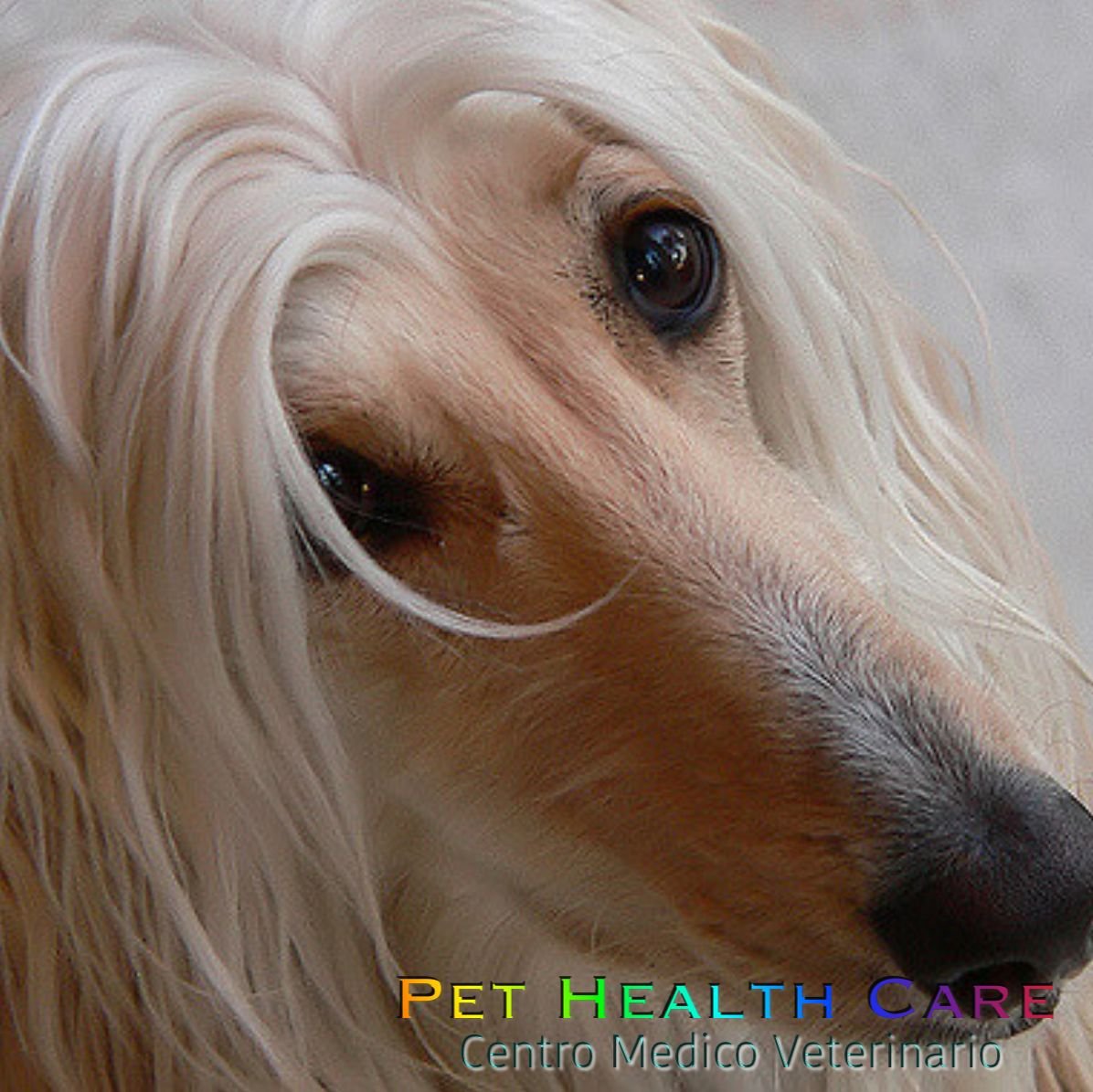 Собака Афганская борзая