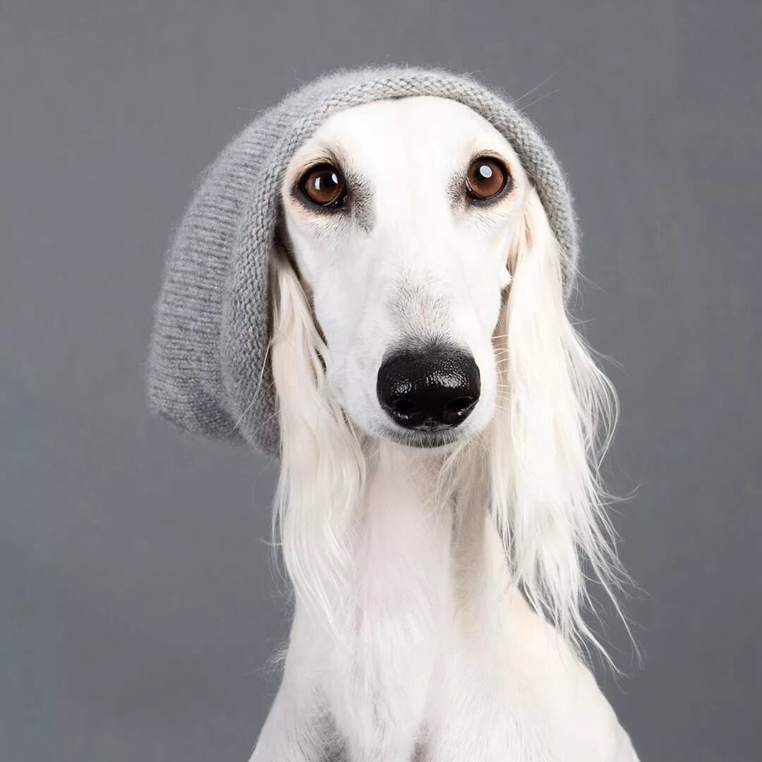 Гончая салюки