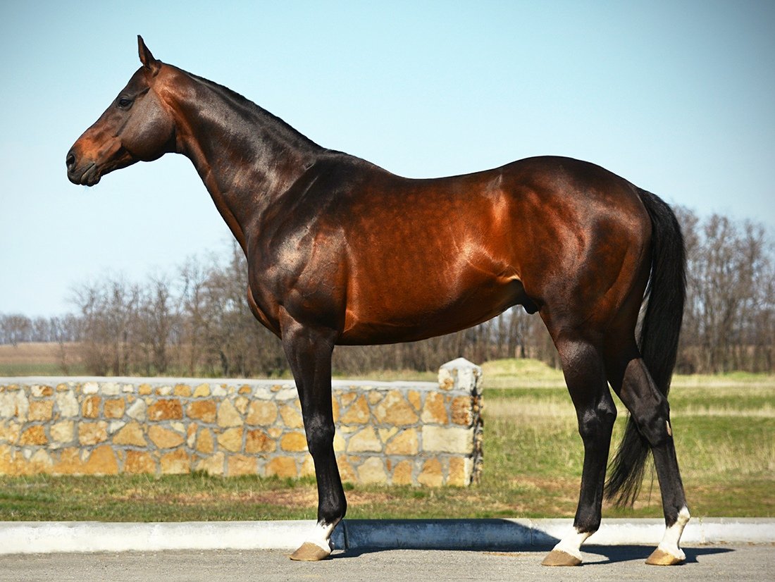 Английская чистокровная верховая лошадь Вороная
