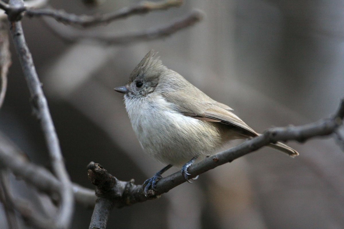 Baeolophus inornatus