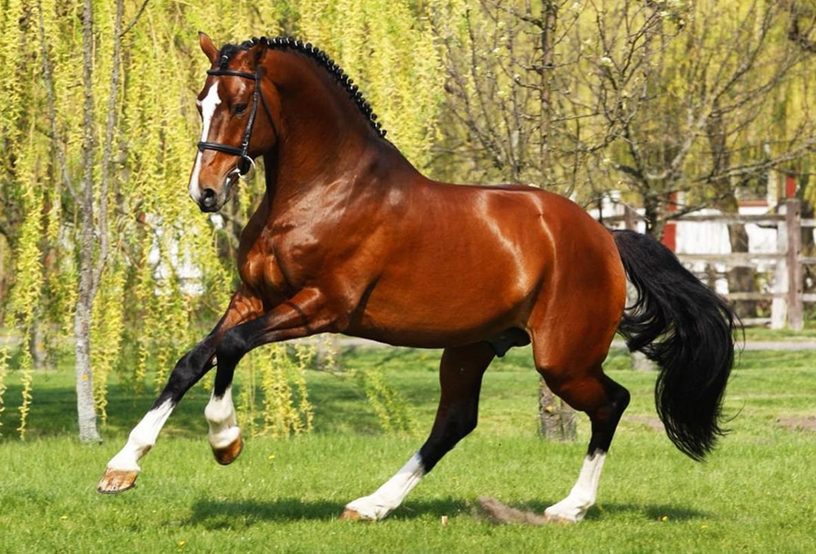 Чистокровная верховая порода лошадей