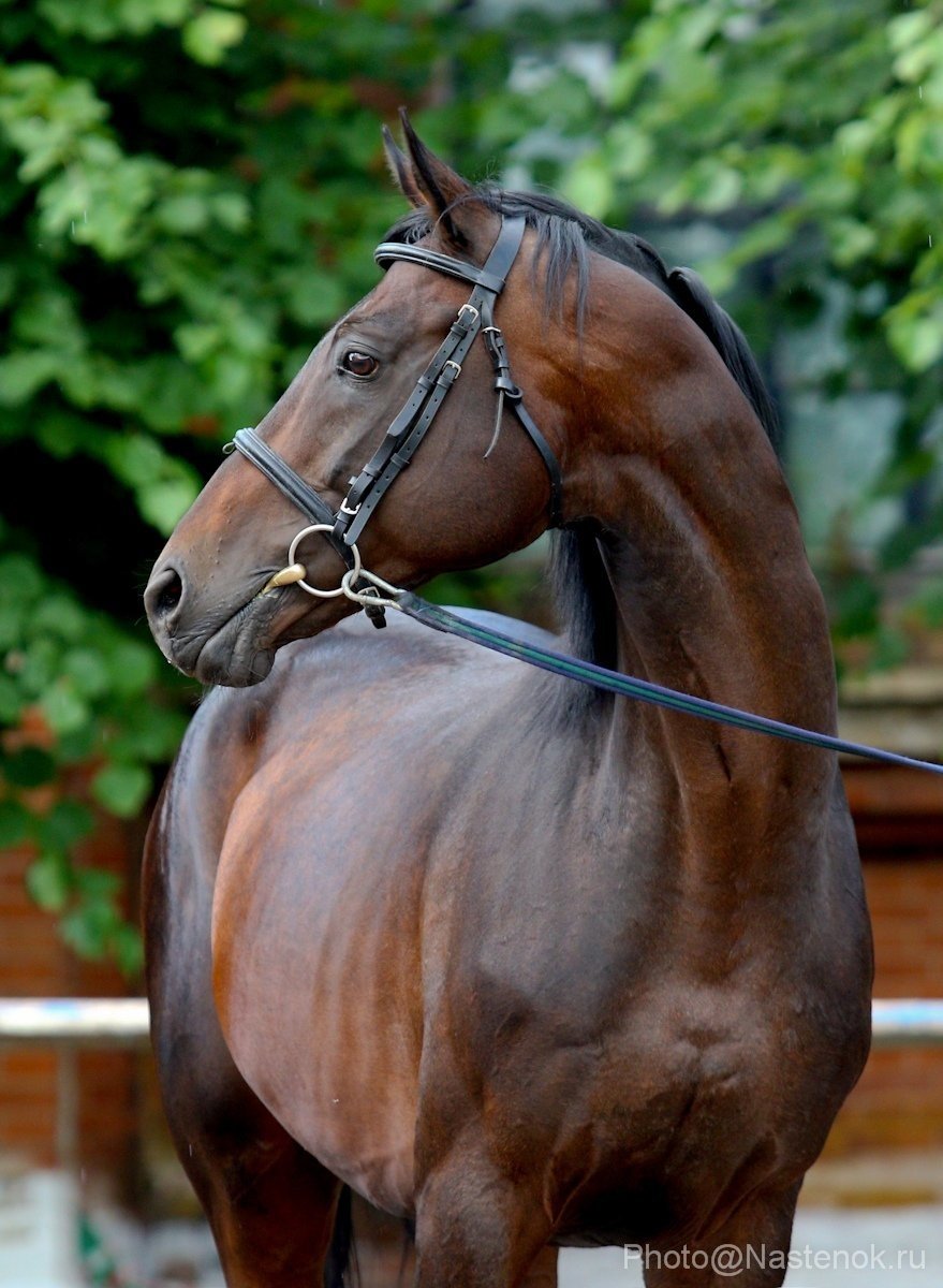 Чистокровная верховая лошадь Вороная