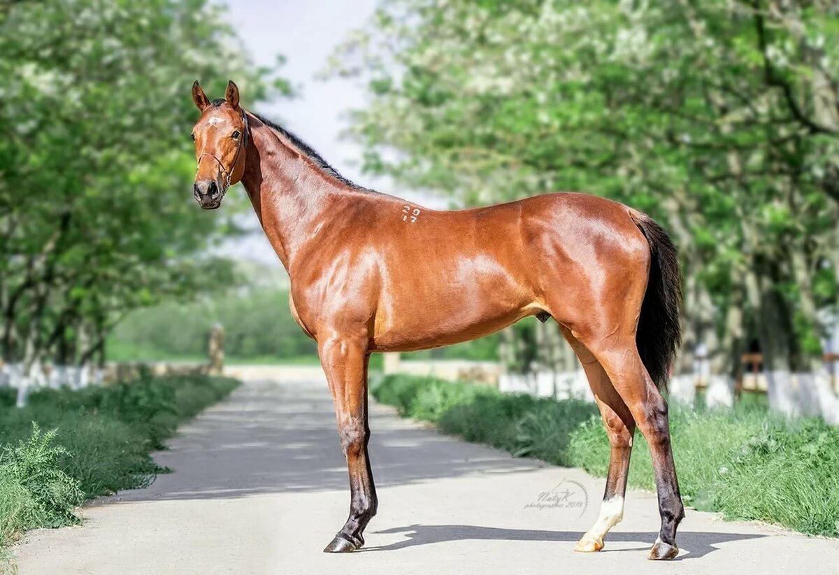 Буденновская порода лошадей