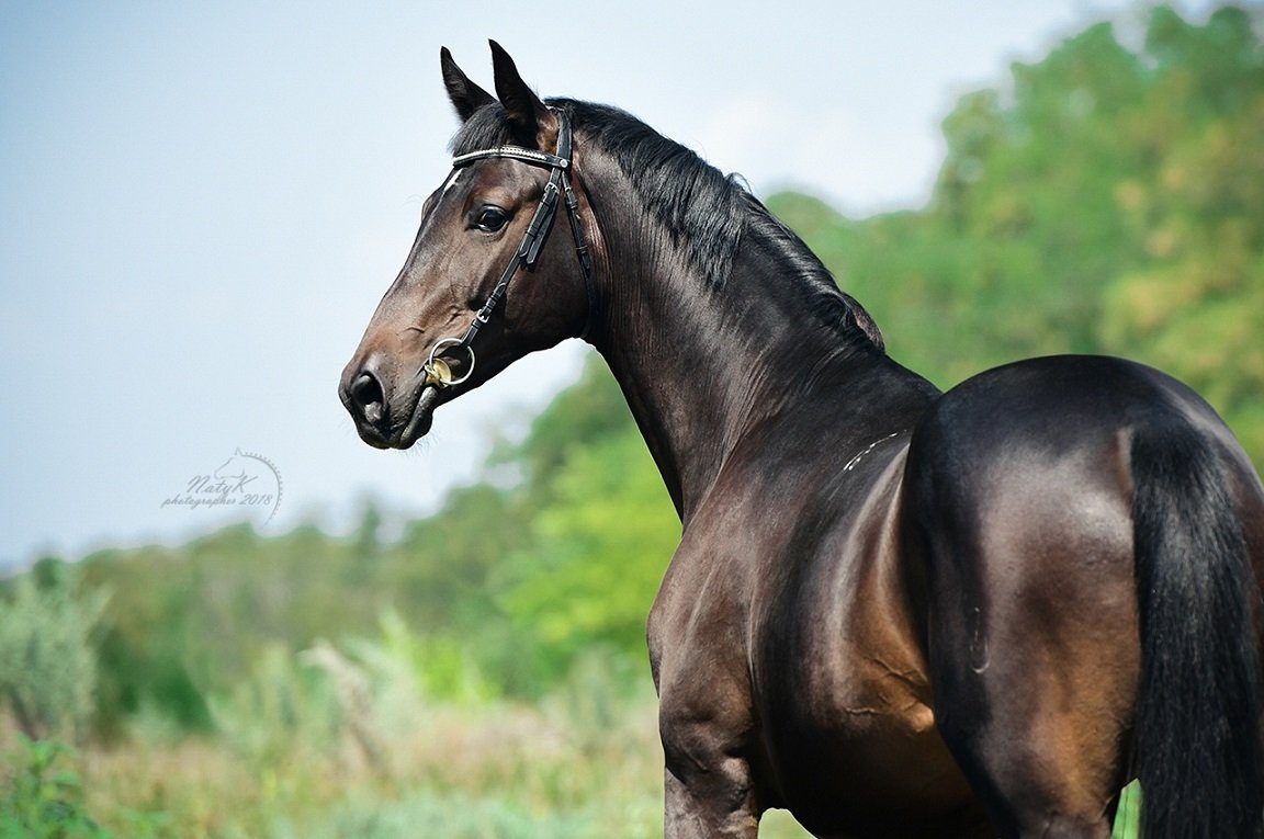Тракененская порода гнедая