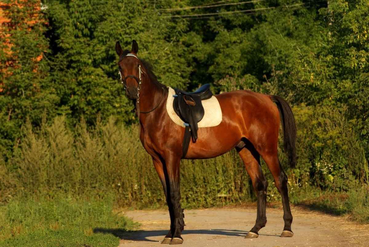 Чистокровная верховая гнедая