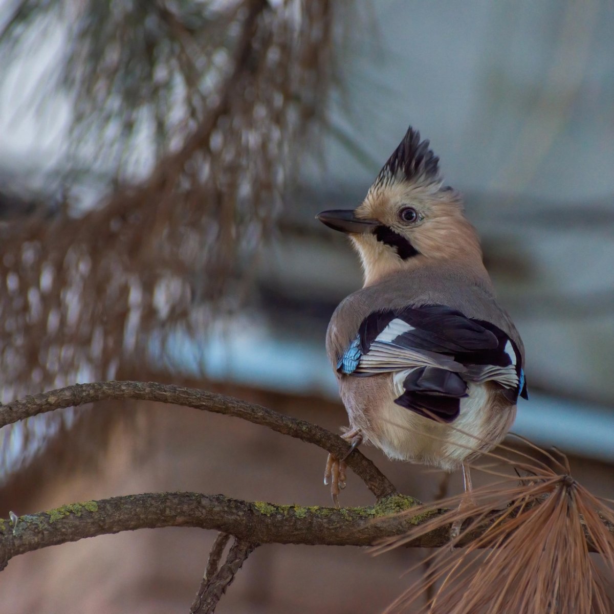 Сойка птица с хохолком