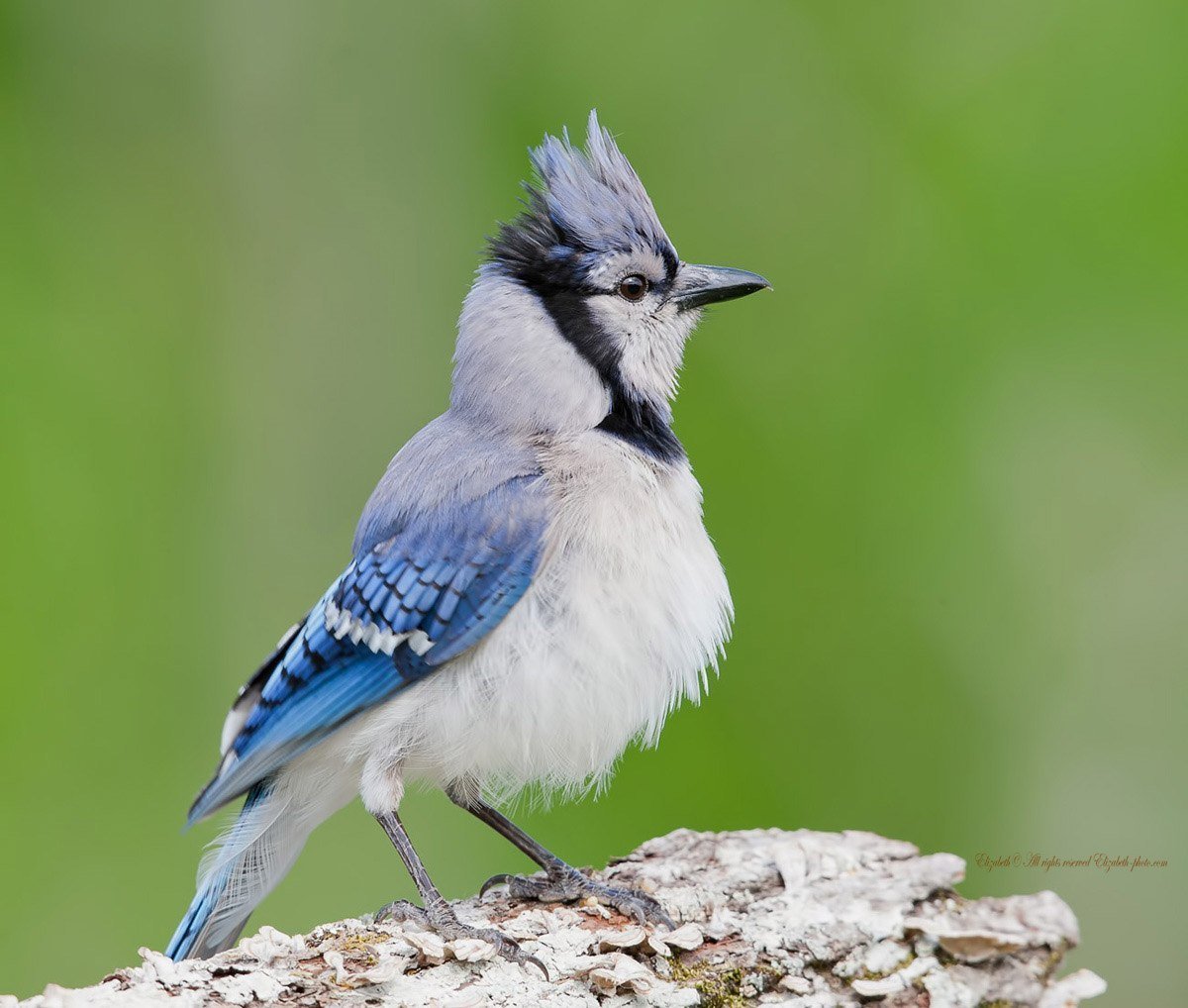 Сойка серая