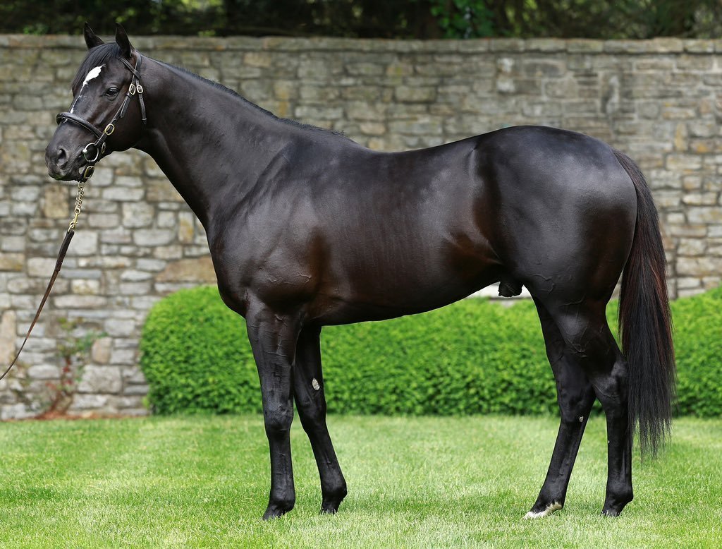 Карачаевская лошадь гнедая